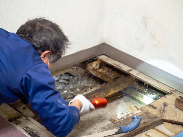 Best Black Mold Removal  in Jerome, ID