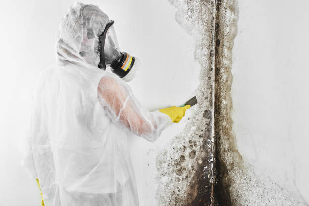 Best Mold Testing  in Jerome, ID