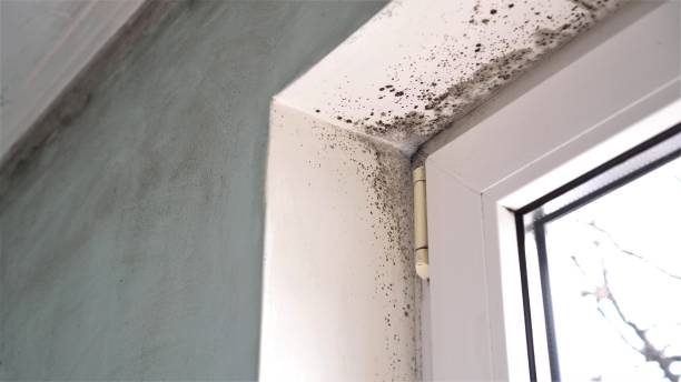 Mold Removal and Inspection in Jerome, ID