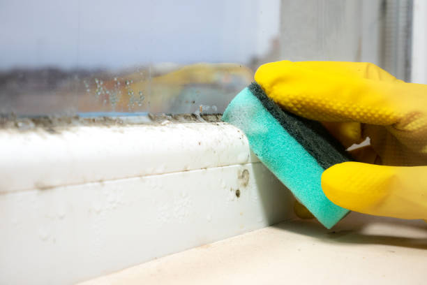 Best Toxic Mold Removal  in Jerome, ID
