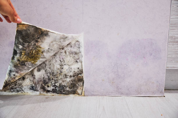 Best Local Mold Removal Service  in Jerome, ID